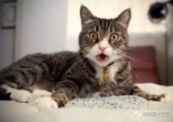 娱乐吃瓜酱母猫,揭秘娱乐圈幕后故事