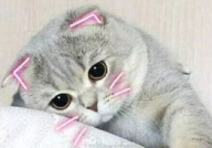 娱乐吃瓜君七七的折耳猫,娱乐吃瓜君的萌宠日常