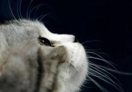 娱乐吃瓜猫捉鸟,一场趣味横生的捉鸟大戏