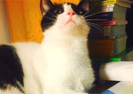 娱乐吃瓜酱猫妈妈视频,萌宠视频带你笑翻天